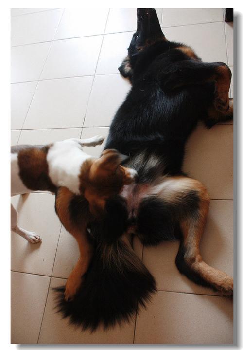 狗狗第一次发情是什么时候?