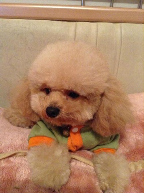 狗狗第一次发情是多大