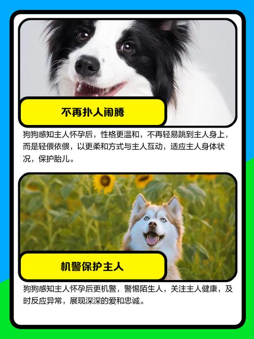 主人怀孕狗狗有感应么