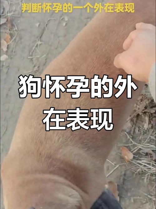 狗狗怎么提示主人怀孕