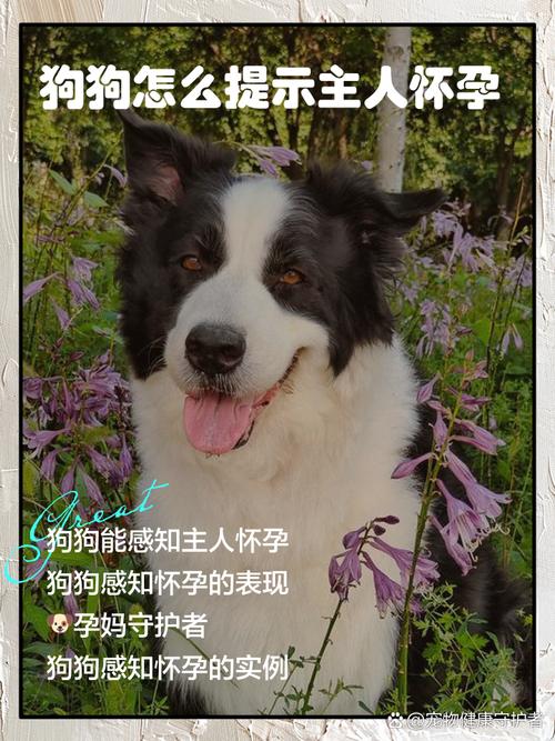 人怀孕了狗狗知道吗