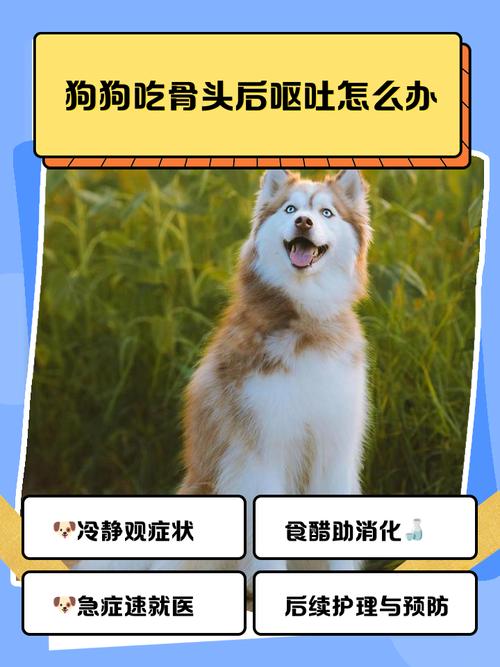 我家狗狗吃了一大块羊骨头怎么办呀!