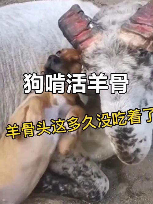 狗狗可以经常吃羊骨头吗?
