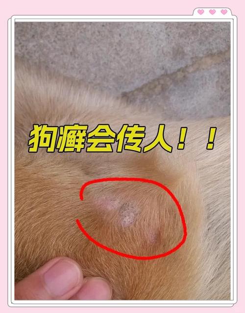 狗狗皮肤病会传染人吗