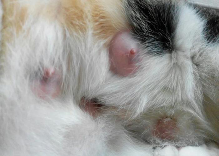 母猫涨奶会自行消退吗?