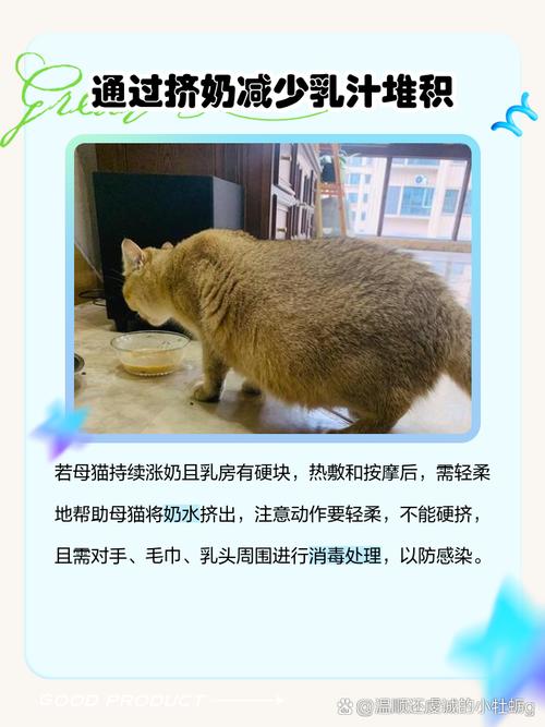猫咪母猫涨奶怎么办?