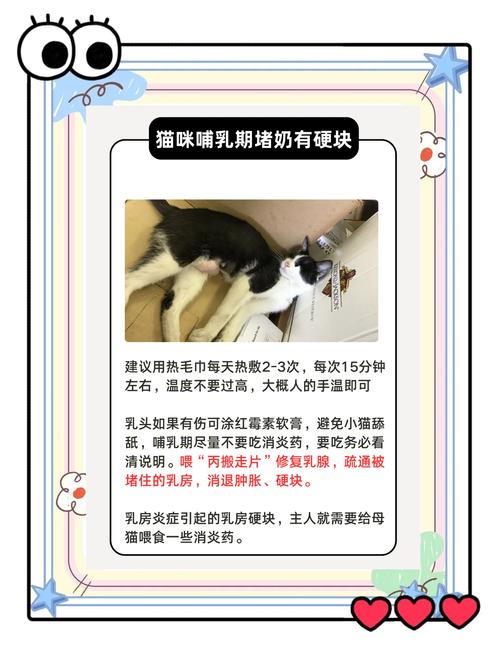 大猫涨奶没有小猫吃怎么办