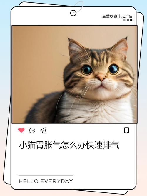 猫咪腹胀气快速排气法