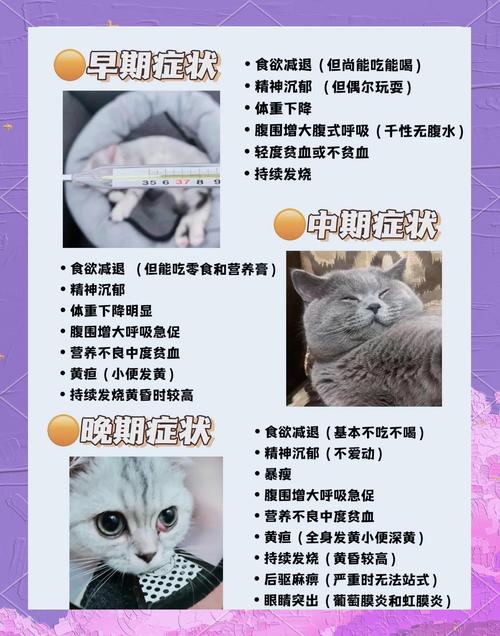 猫胀气怎么办快速排气