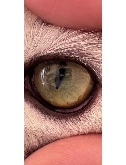 猫咪打架时导致眼睛被划伤该怎么处理?