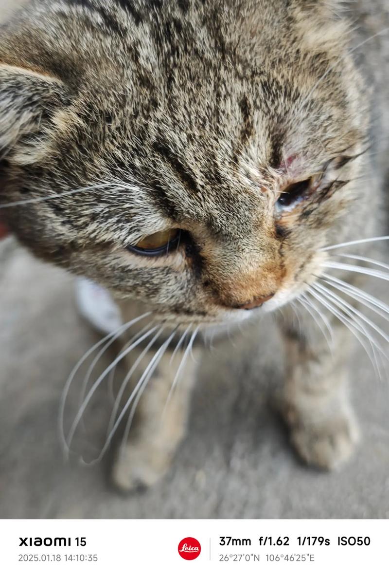 猫咪的眼睛被戳后需要进行怎样的处理?