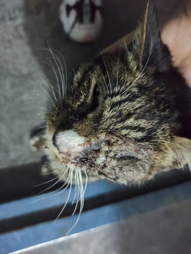 猫咪眼睛受伤肿了