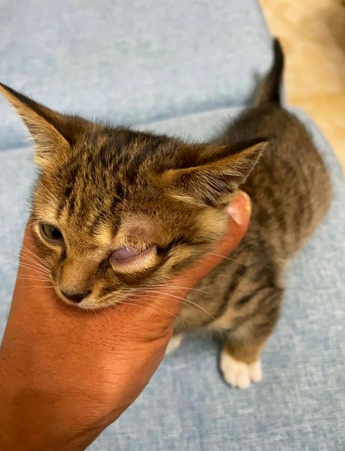 猫咪眼睛受伤能自愈吗