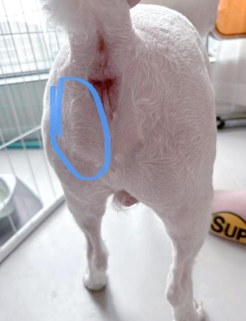 狗狗疝气怎么办