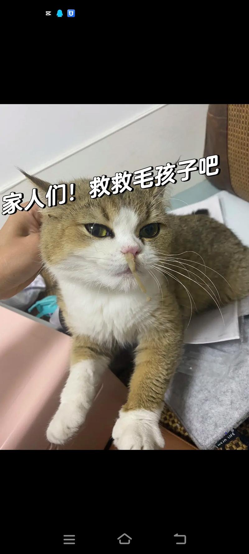猫咪流浓稠的黄鼻涕