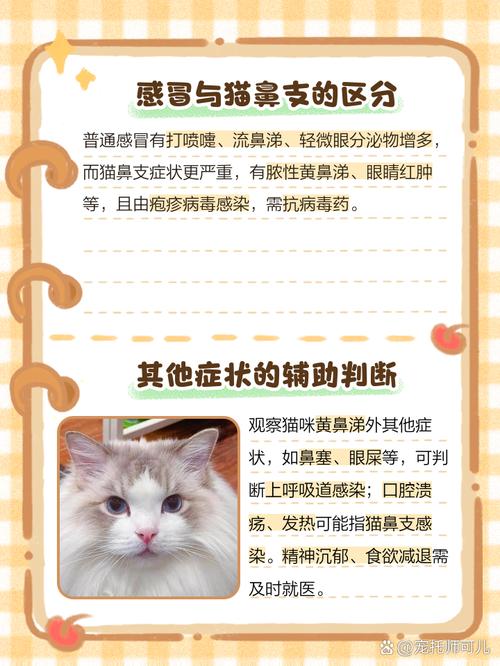 小猫流黄鼻涕怎么办