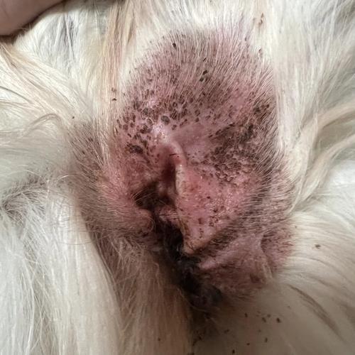 狗狗耳螨会引起什么症状