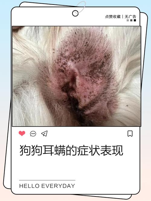 小狗耳螨症状