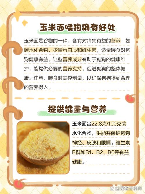 泰迪吃玉米面和白面哪个好