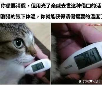 猫咪发烧猫咪四个多月,起初精神状态没问题,后来蔫儿了感觉他有点烫...