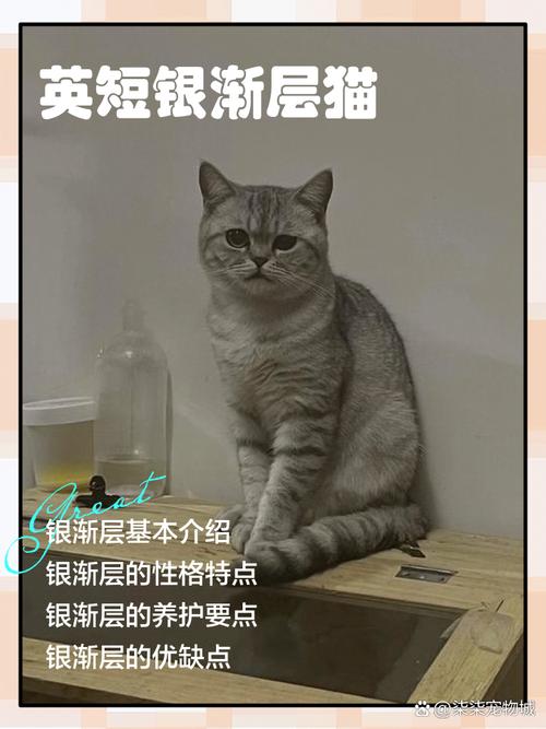 银渐层打针时间