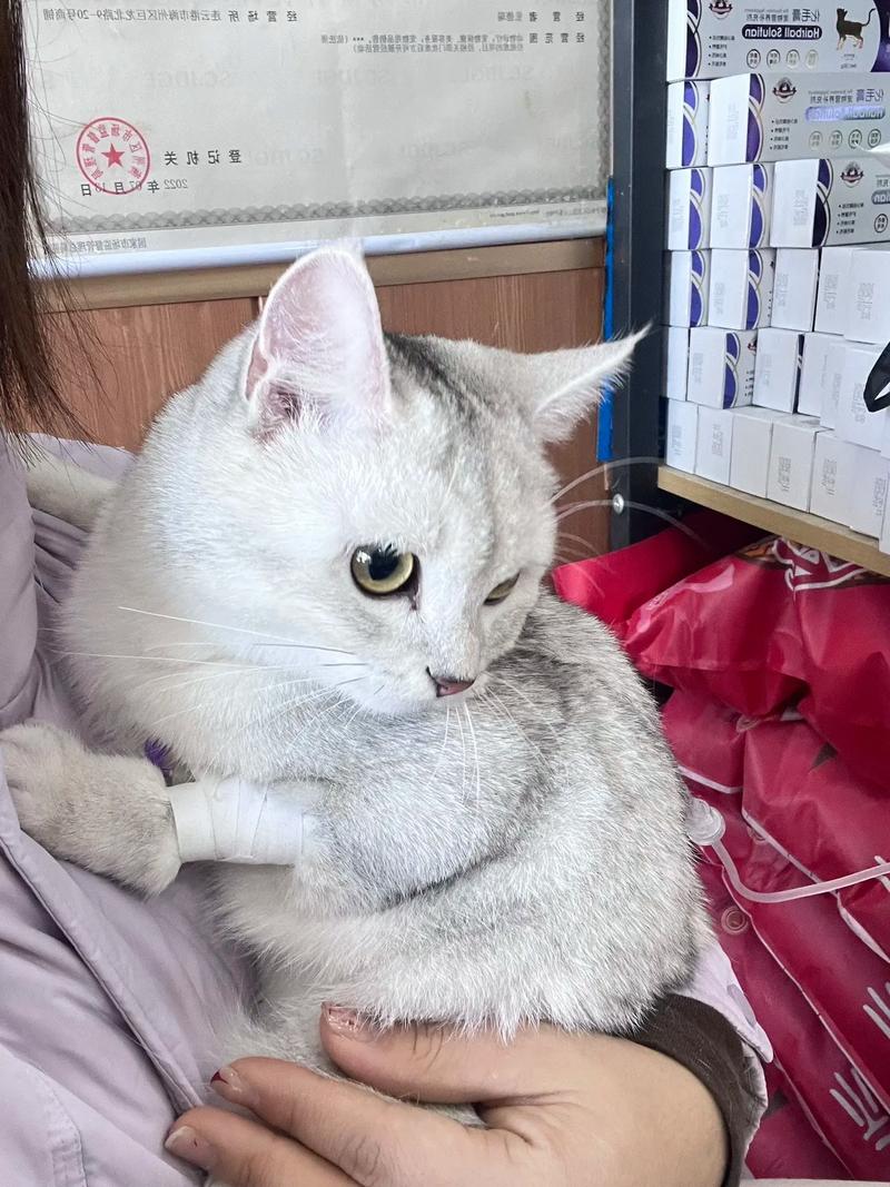 猫咪什么时候打针?