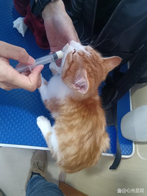 猫咪几个月打针