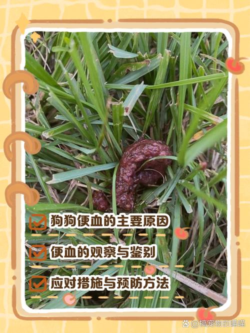 狗狗呕吐便血是什么病