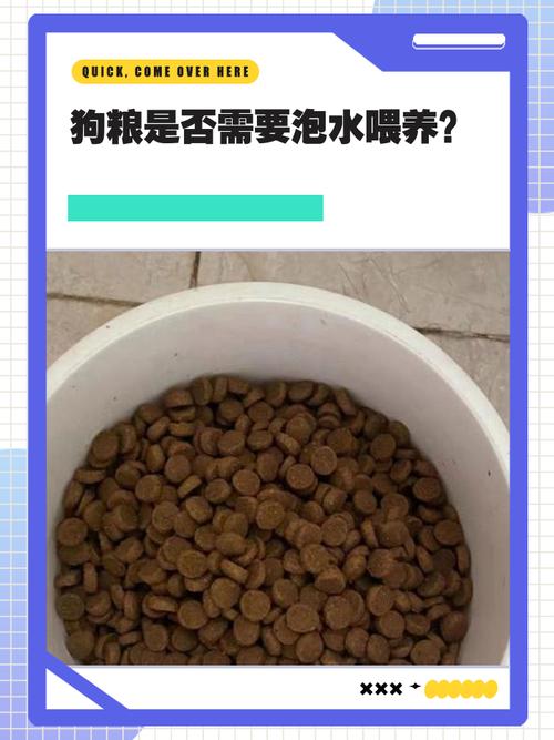 狗粮需要泡水后再喂狗吗