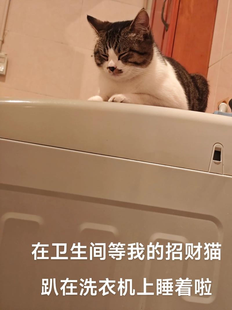 为什么猫咪喜欢待厕所里