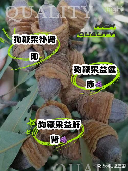 狗狗吃了坚果怎么办