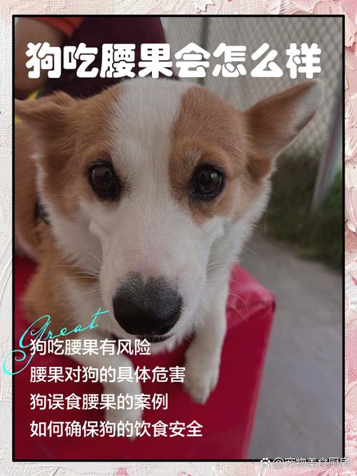 狗狗为什么不能吃腰果