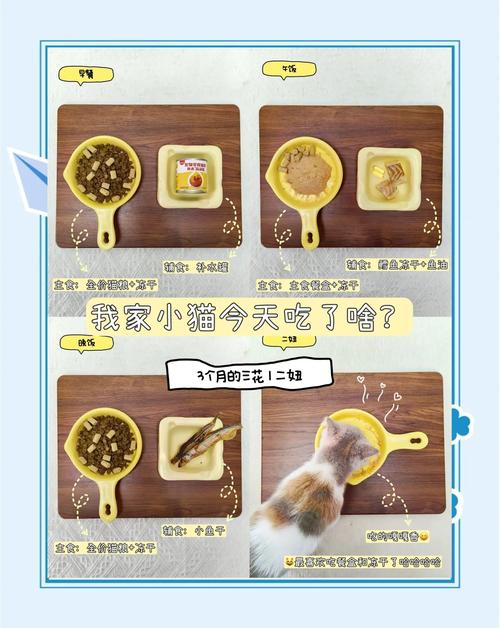 刚满月的猫咪吃什么怎么喂