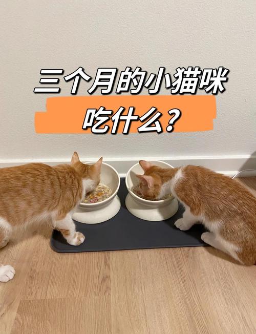 满月的小猫吃什么食物