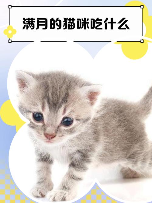 刚满月的猫咪怎么喂养
