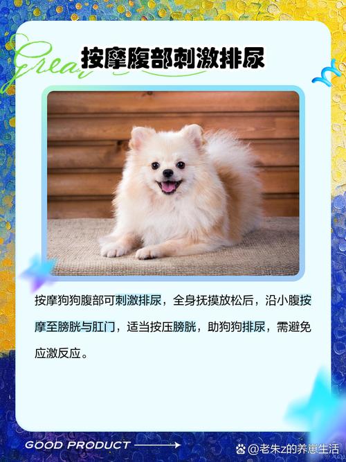 狗狗催尿最快速的方法?