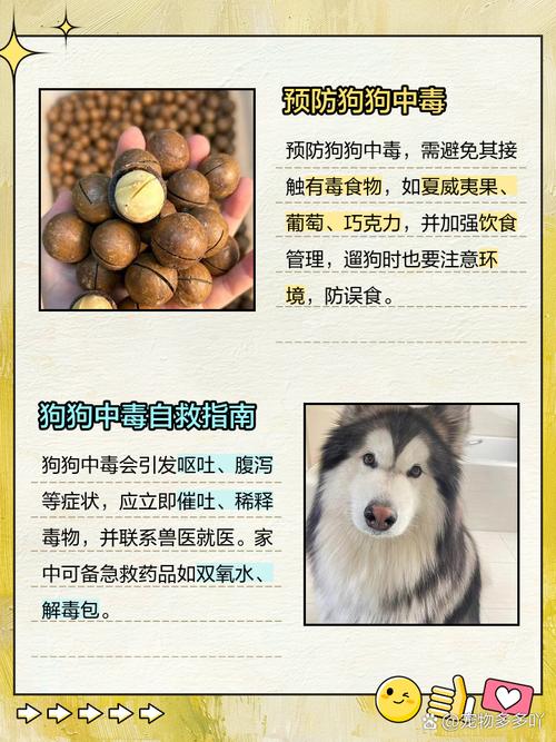 我家狗狗吃夏威夷果了怎么办?