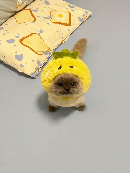 猫咪能吃&不能吃的食物速查表