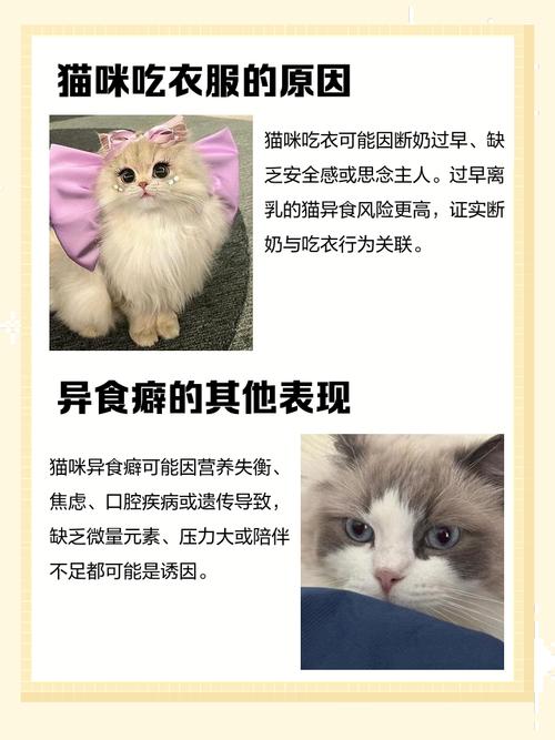 小猫为什么总爱嘬人衣服