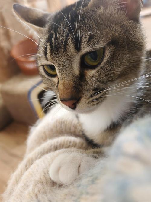 猫咪喜欢舔我的衣服,是为什么?