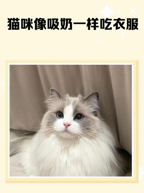 为什么猫咪会舔主人衣服