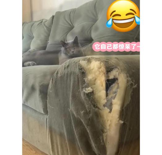 猫抓沙发怎么办