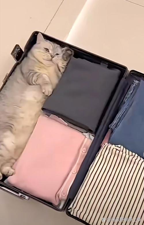 一只猫咪在家会孤独吗?