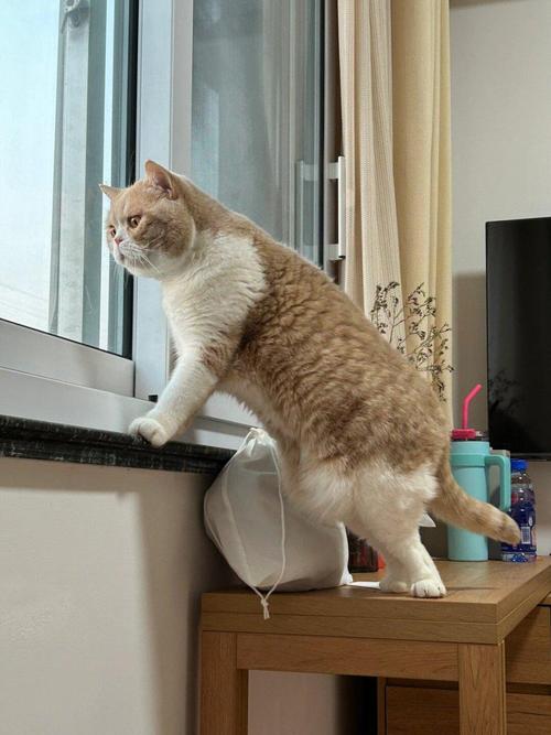 可以把猫咪一个人放在家里吗