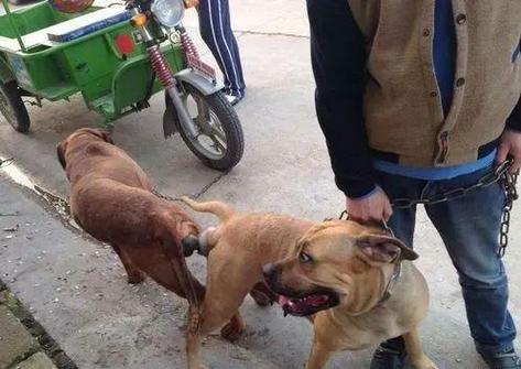 怎么给狗狗加营养