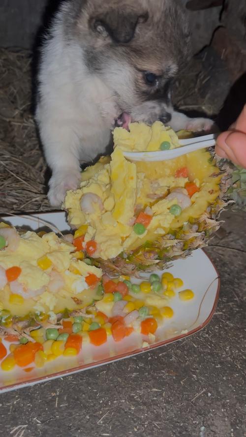 蒸蛋狗狗可以吃吗