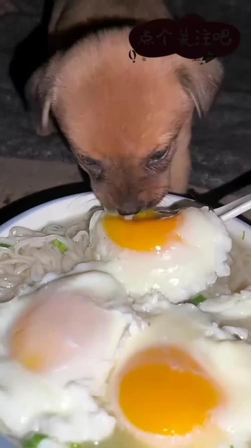 狗狗能吃煮熟的鸡蛋吗