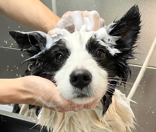 没有狗狗沐浴露怎么给狗狗洗澡呢?