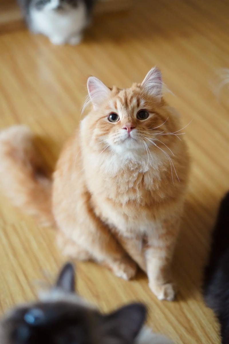 猫咪患上毛球症有哪些表现,铲屎官应该怎么做?