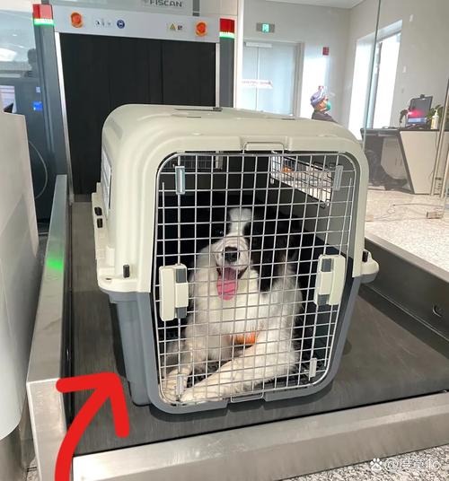 用航空箱可以将狗狗带上地铁吗
